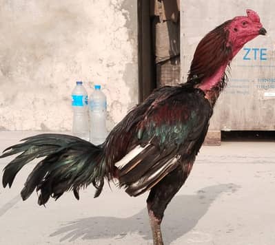 pure burmi patha darmeyani hait 2900 gram wazn hy video b mil jy gi