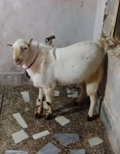 breader tedda + male female jori