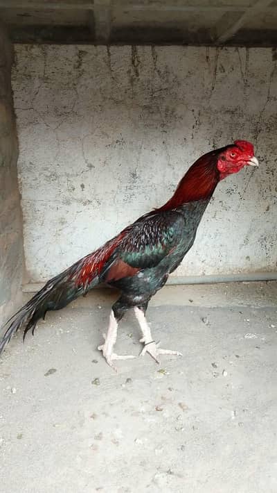 high quality young patha for sale. 03145452315. .