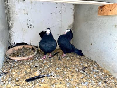 Black Indian fantail