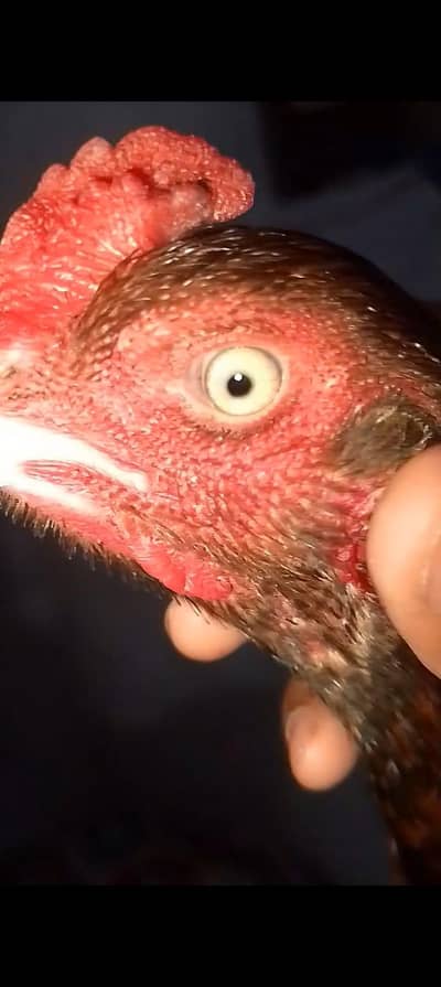 MashAllah Pure Aseel Miawali pair 100% active and healthy