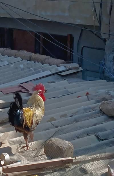 murgha & murgi for sale