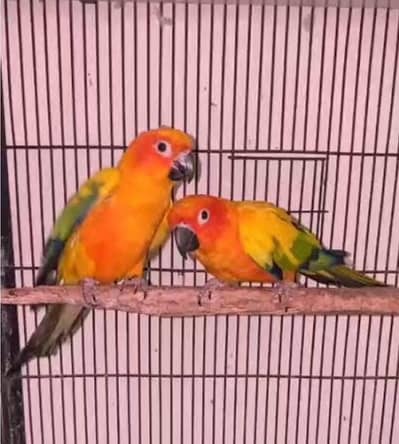 sunconour high red fecter breader pair