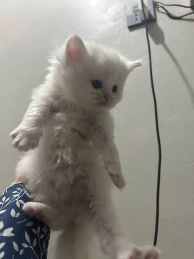 Persian kittens white bule eyes