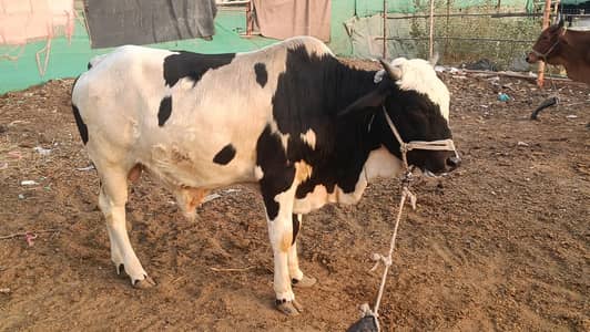 mujtaba cattle farm Buchra