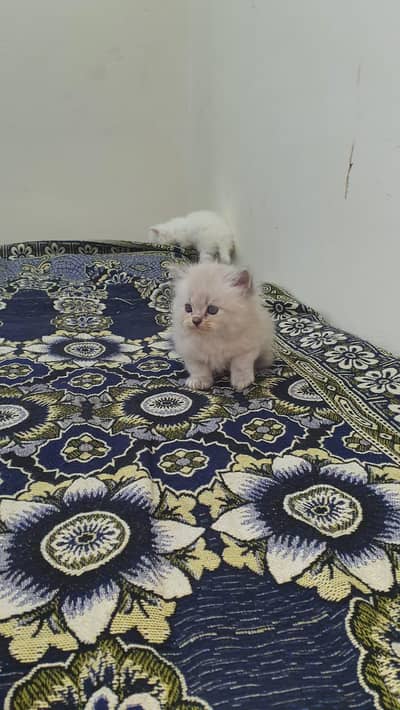 PERSIAN kitten