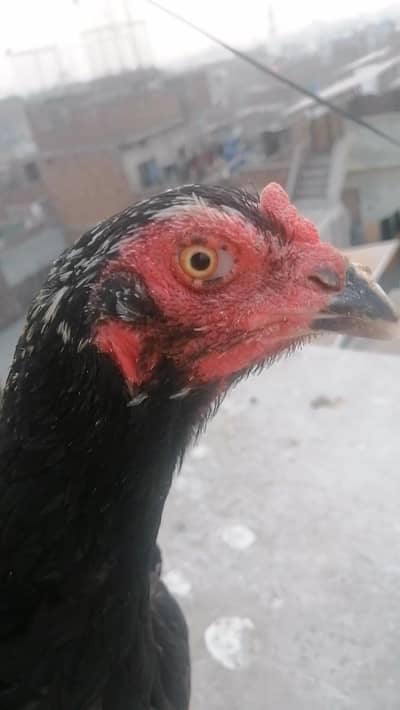 03164782827 Pure Aseel Imported Bloodline Chicken