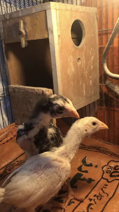 O shamoo chicks available