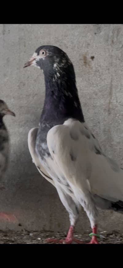 Teddy Kabotar for sale location sialkot