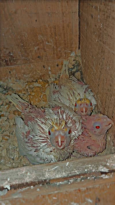 Cocktail common white