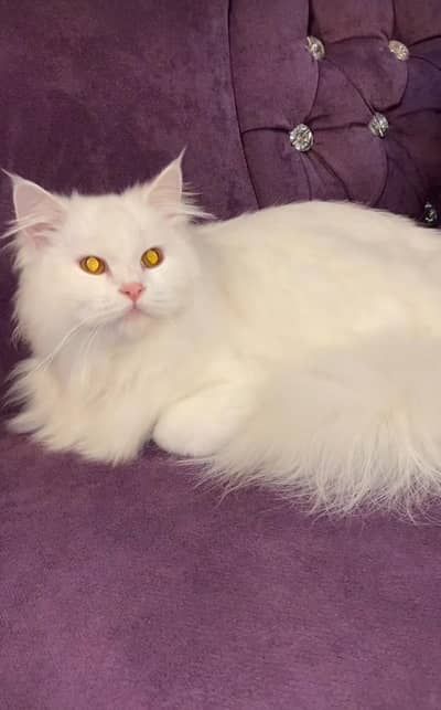 cute cat for sell urgent