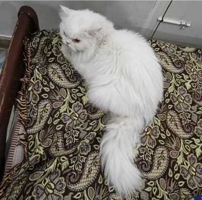 Punch face female for sale