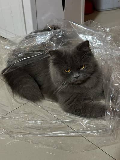 Healthy Persian Male Cat Litter Trained