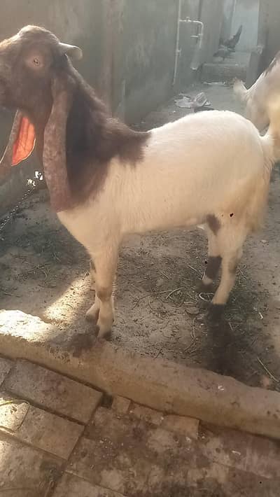 kamoori Cross Bakra bakri