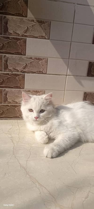 Persian cat white male triple coat