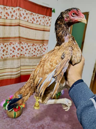 Aseel Madi bhtreen Quality mein