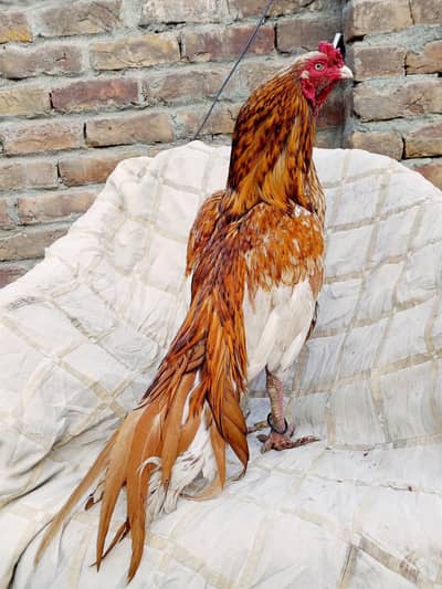 Santol peela zero size