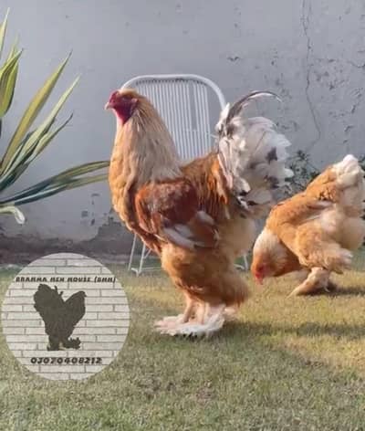 lemon pyle brahma chicks forsale