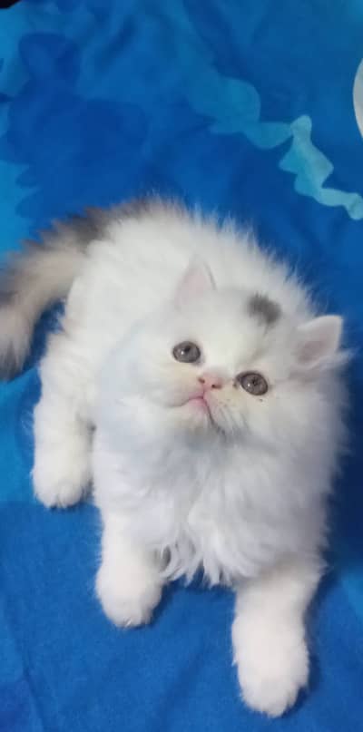 (0327-8997292) Top Quality Persian kitten or cat baby