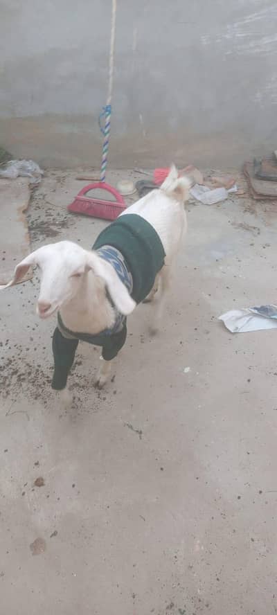 healthy and active goat for sell both are females. contact 03442917663.
