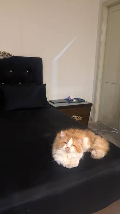 4 years old male persian cat