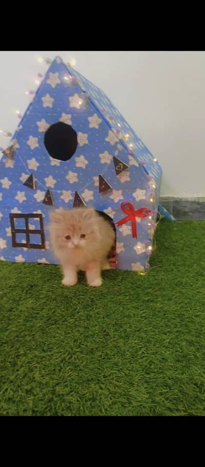 5 weeks persian kitten for sale