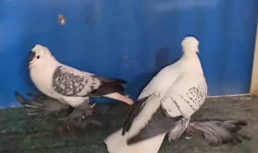 Swallow blue cherry breeder pair available birds fancy peigon