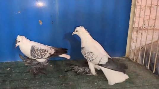 cherry swallow breeder pair available fancy birds peigon