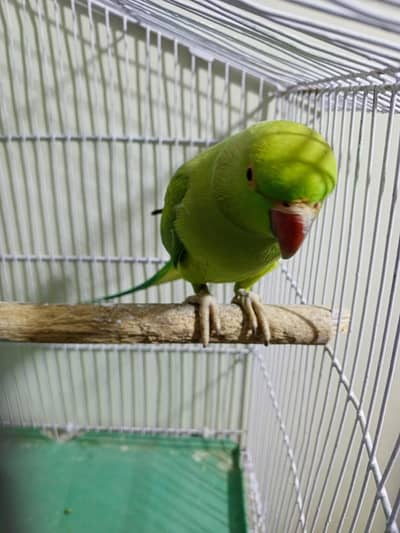 green ringneck female  03122900727