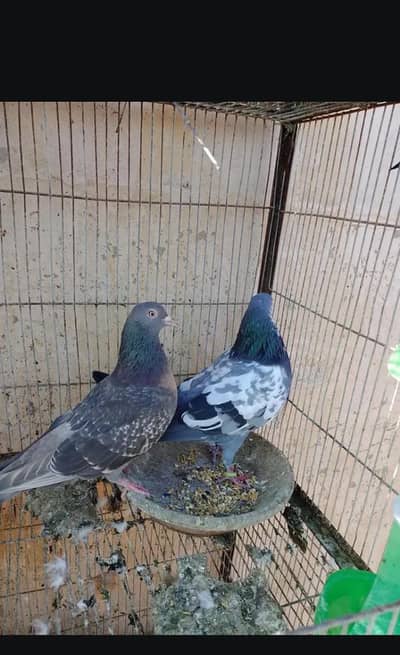 high flyer and gola kabootar and sherazi