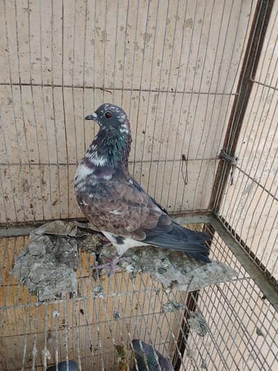 high flyer and gola kabootar and sherazi