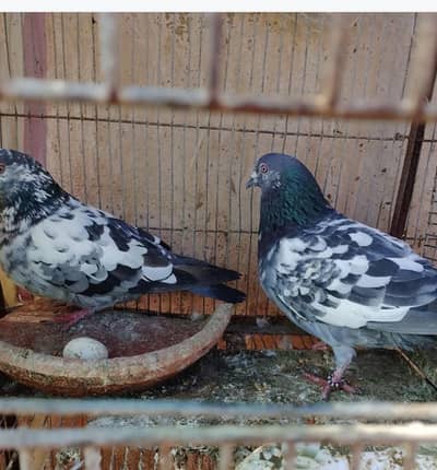 high flyer and gola kabootar and sherazi