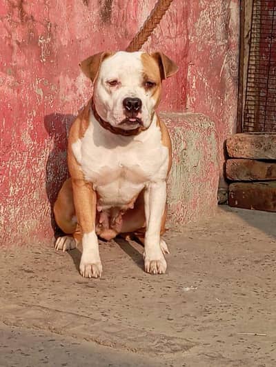 Pitbull female