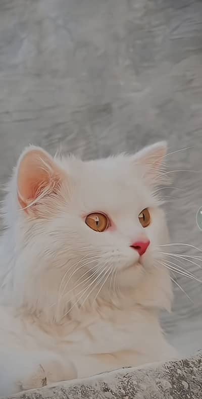 Her kisam ki cats distyab ha cats baby bi mil jae ga