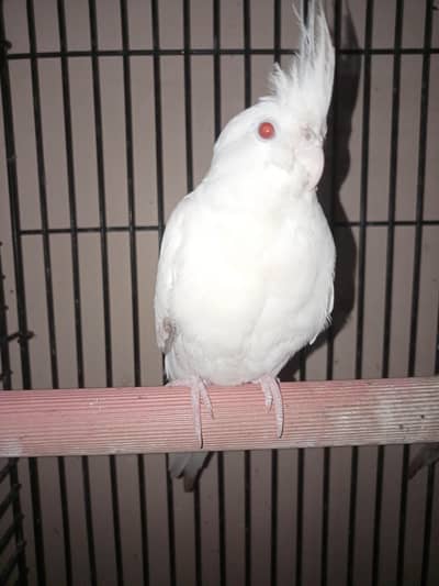 Cockatiel eno red eyes bird male 18 month+  hai