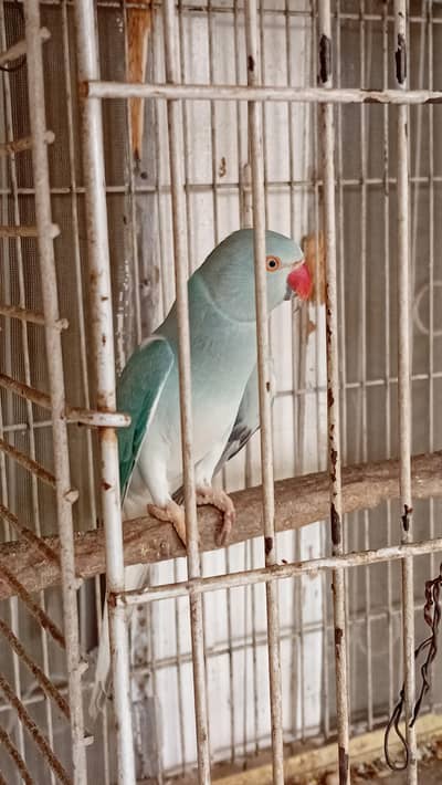 BLUE CT BREEDAR FEMALE 0317-2151409