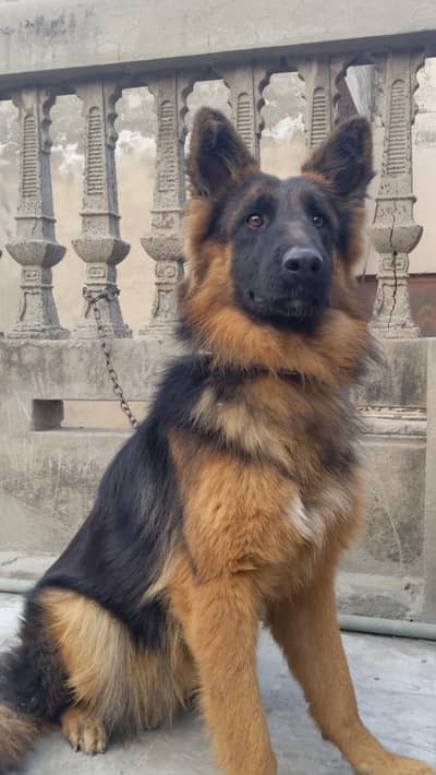 Long coat German Shepherd