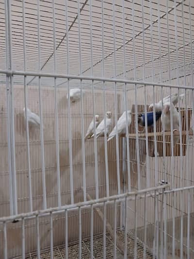 albino red eyes and black eyes