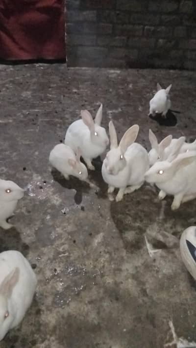 cute red eyes rabits