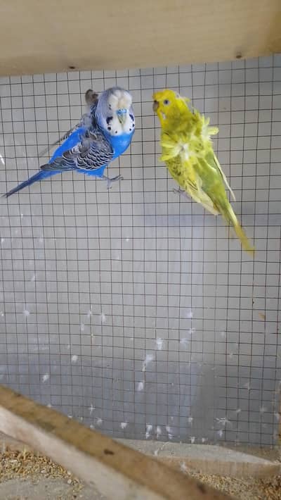 Hogoromo breed pair or black  face split patte ha