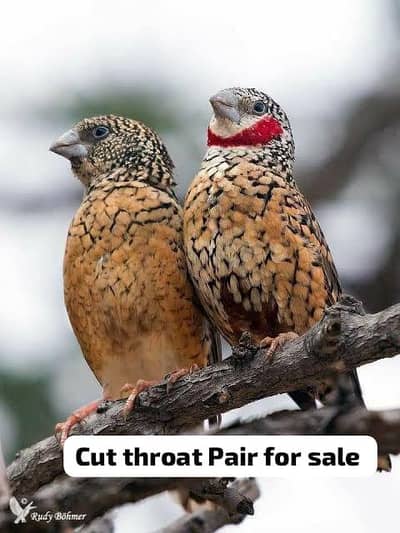 Finches,owl,parson,shaftail,Dimond,goldian,java,Euro,benglies,,zebra