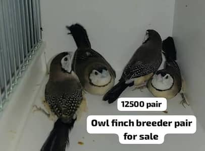 Finches,owl,parson,shaftail,Dimond,goldian,java,Euro,benglies,,zebra