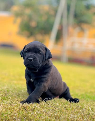 Cane Corso Female Puppy