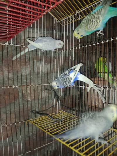Budgies for sale