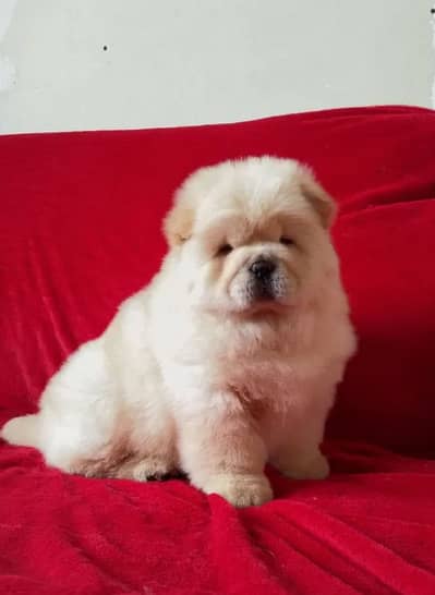 Chow Chow Puppies
