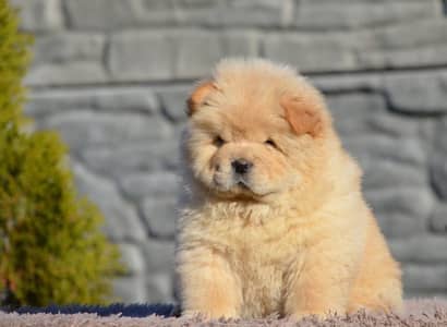 Chow Chow Puppies