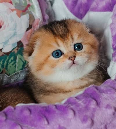 Scottish Fold Kitten Imported