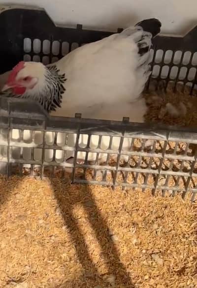 Light Sussex Heritag