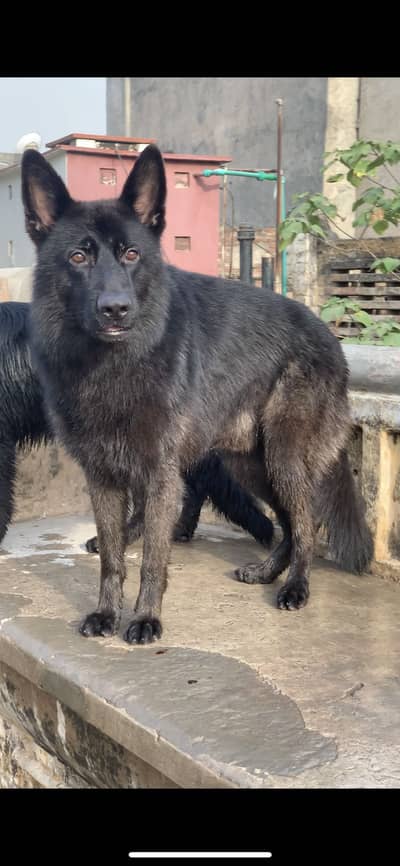 Black German Shephered