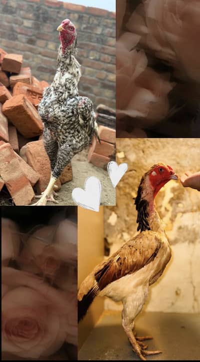 Japnese shamo pair for sale